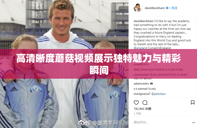 高清晰度蘑菇视频展示独特魅力与精彩瞬间