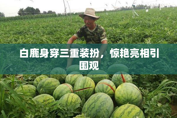 白鹿身穿三重装扮，惊艳亮相引围观