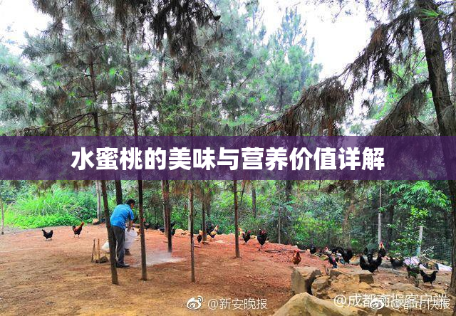 水蜜桃的美味与营养价值详解