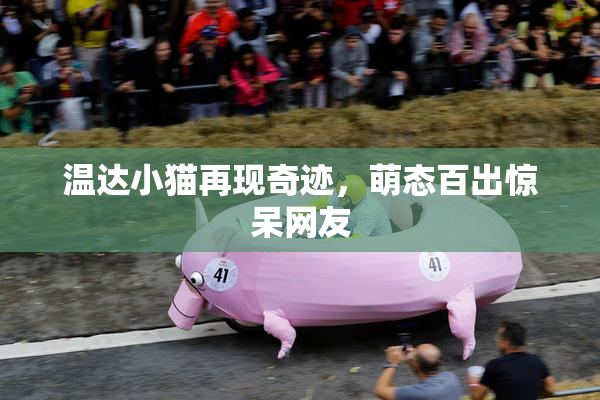 温达小猫再现奇迹，萌态百出惊呆网友