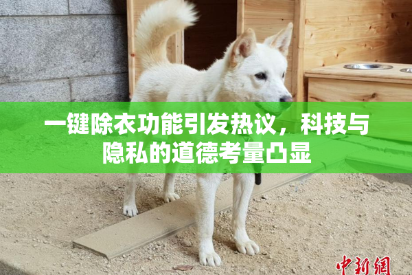 一键除衣功能引发热议，科技与隐私的道德考量凸显