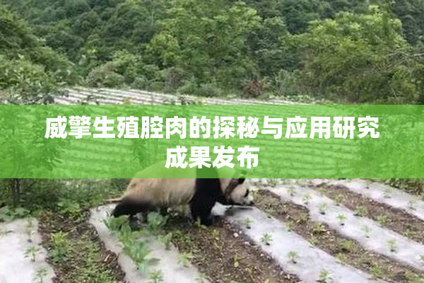 威擎生殖腔肉的探秘与应用研究成果发布