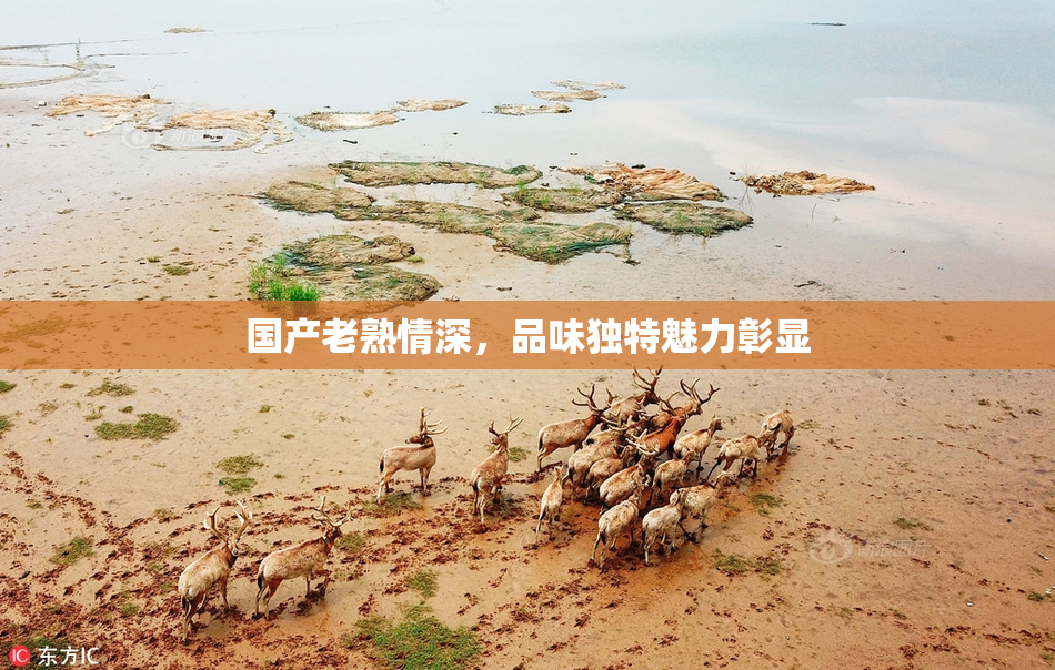 国产老熟情深，品味独特魅力彰显