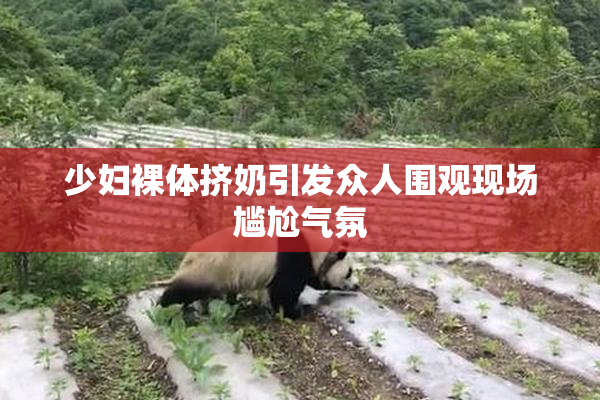 少妇裸体挤奶引发众人围观现场尴尬气氛