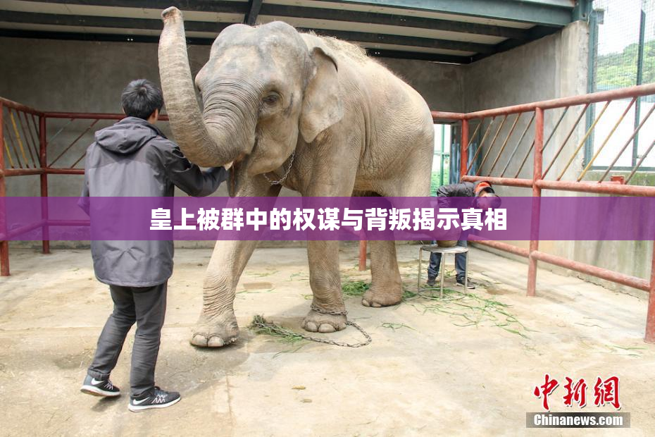 皇上被群中的权谋与背叛揭示真相