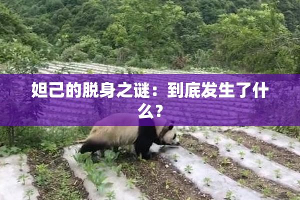 妲己的脱身之谜：到底发生了什么？