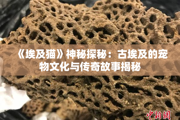 《埃及猫》神秘探秘：古埃及的宠物文化与传奇故事揭秘