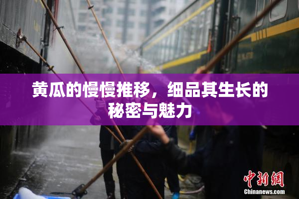 黄瓜的慢慢推移，细品其生长的秘密与魅力