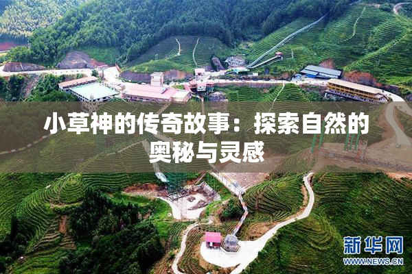 小草神的传奇故事：探索自然的奥秘与灵感