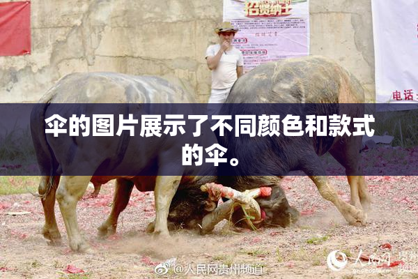伞的图片展示了不同颜色和款式的伞。