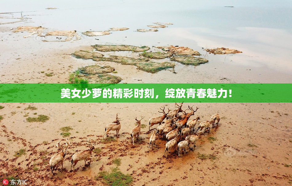 美女少萝的精彩时刻，绽放青春魅力！