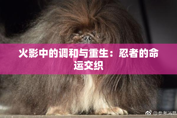 火影中的调和与重生：忍者的命运交织