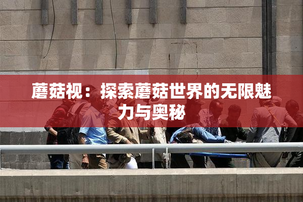 蘑菇视：探索蘑菇世界的无限魅力与奥秘