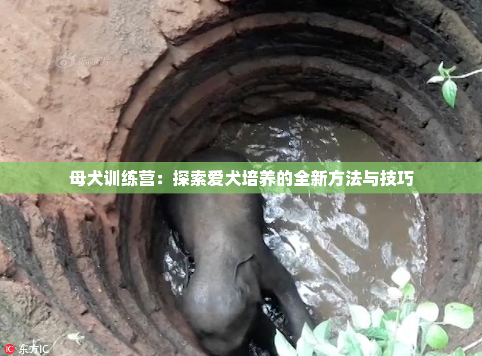 母犬训练营：探索爱犬培养的全新方法与技巧