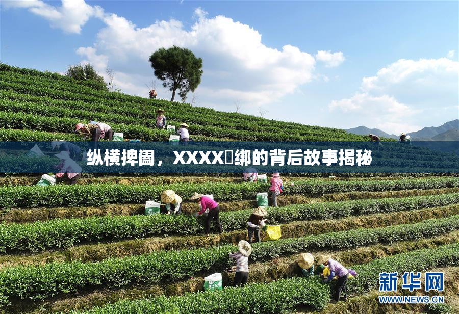 纵横捭阖，XXXX秵绑的背后故事揭秘