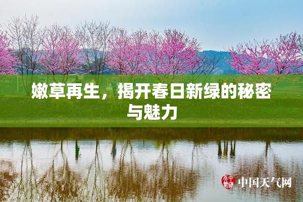 嫩草再生，揭开春日新绿的秘密与魅力
