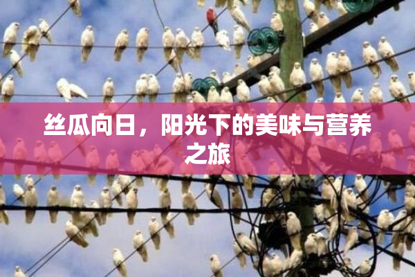 丝瓜向日，阳光下的美味与营养之旅