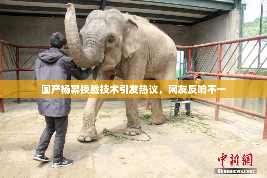 国产杨幂换脸技术引发热议，网友反响不一
