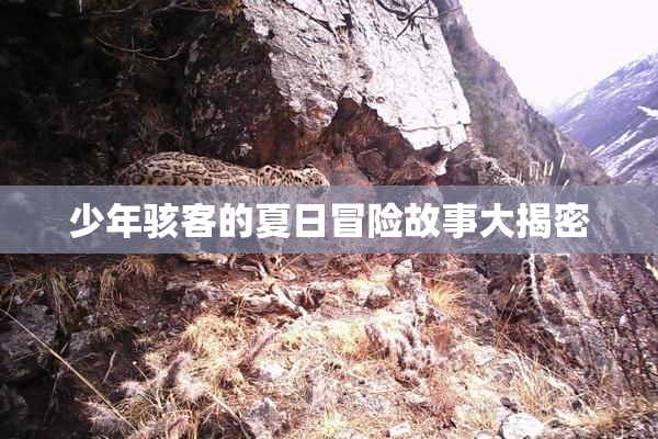 少年骇客的夏日冒险故事大揭密