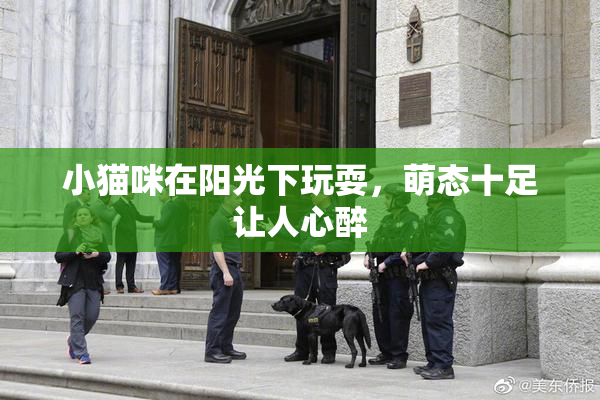 小猫咪在阳光下玩耍，萌态十足让人心醉