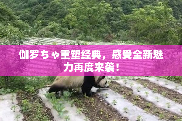 伽罗ちゃ重塑经典，感受全新魅力再度来袭！