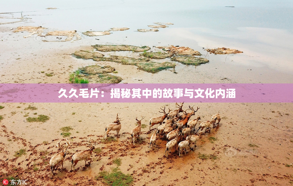 久久毛片：揭秘其中的故事与文化内涵