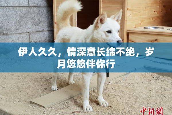 伊人久久，情深意长绵不绝，岁月悠悠伴你行