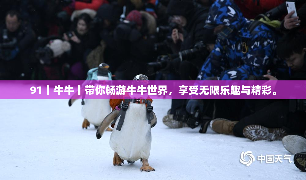 91丨牛牛丨带你畅游牛牛世界，享受无限乐趣与精彩。