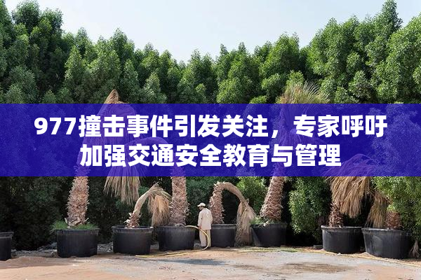 977撞击事件引发关注，专家呼吁加强交通安全教育与管理