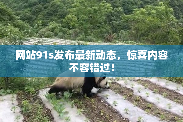 网站91s发布最新动态，惊喜内容不容错过！