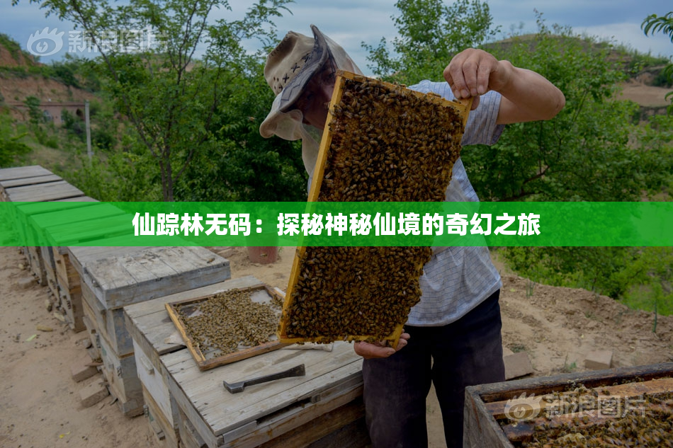 仙踪林无码：探秘神秘仙境的奇幻之旅
