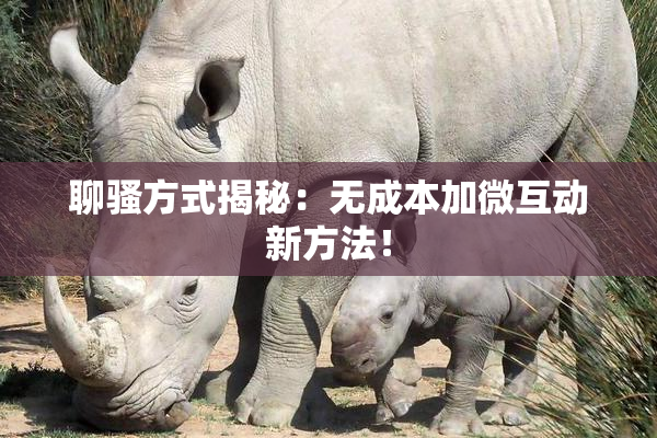 聊骚方式揭秘：无成本加微互动新方法！