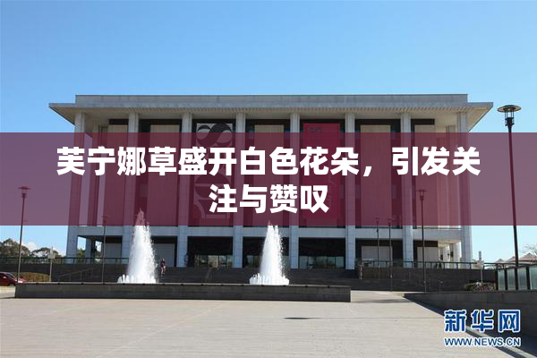 芙宁娜草盛开白色花朵，引发关注与赞叹