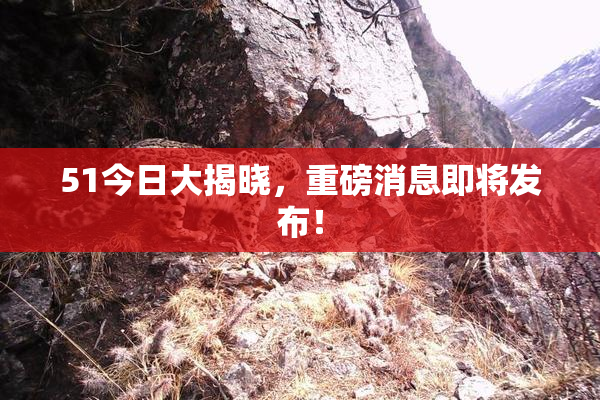 51今日大揭晓，重磅消息即将发布！
