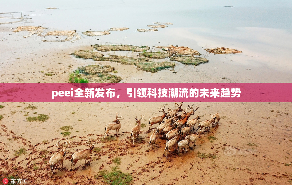 peei全新发布，引领科技潮流的未来趋势