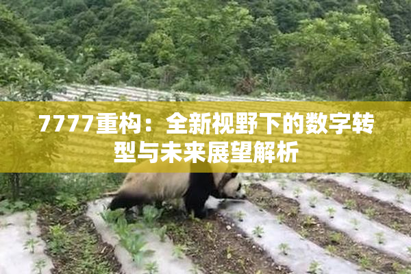 7777重构：全新视野下的数字转型与未来展望解析