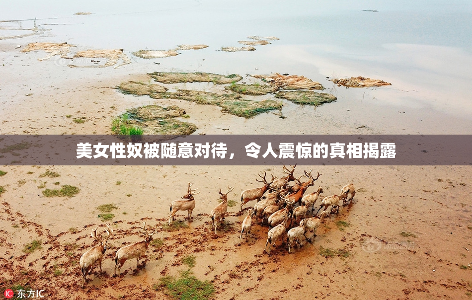 美女性奴被随意对待，令人震惊的真相揭露