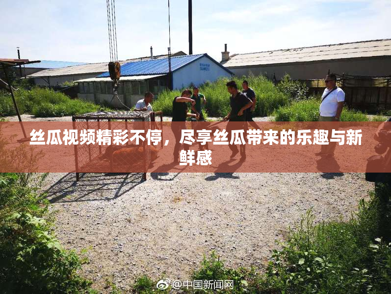 丝瓜视频精彩不停，尽享丝瓜带来的乐趣与新鲜感