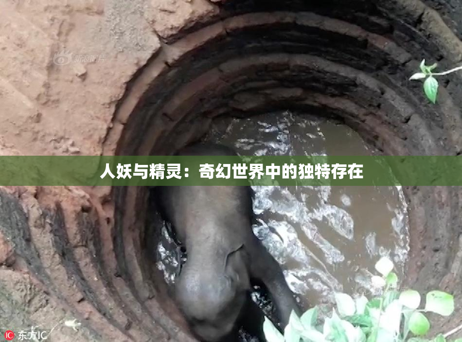 人妖与精灵：奇幻世界中的独特存在