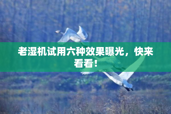 老湿机试用六种效果曝光，快来看看！