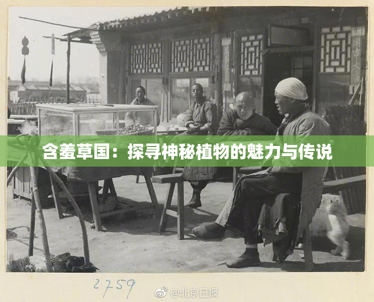 含羞草国：探寻神秘植物的魅力与传说