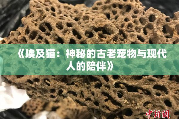 《埃及猫：神秘的古老宠物与现代人的陪伴》