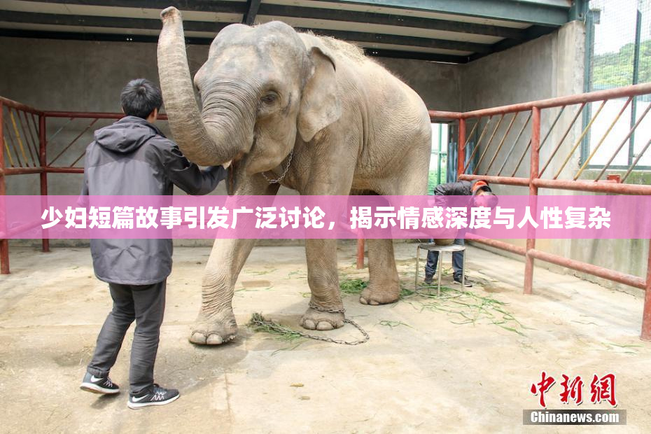 少妇短篇故事引发广泛讨论，揭示情感深度与人性复杂