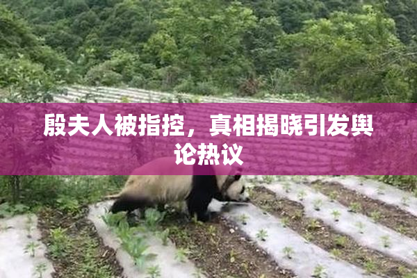 殷夫人被指控，真相揭晓引发舆论热议