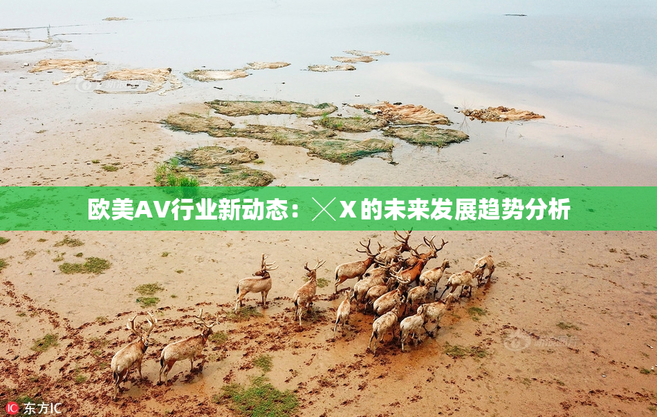 欧美AV行业新动态：╳Ⅹ的未来发展趋势分析