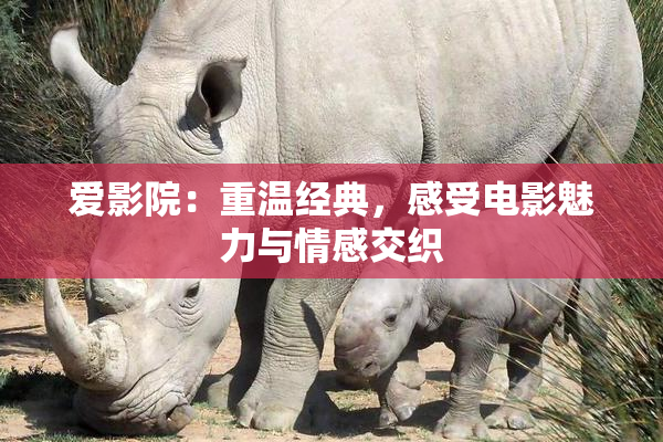 爱影院：重温经典，感受电影魅力与情感交织