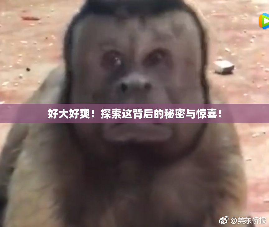 好大好爽！探索这背后的秘密与惊喜！