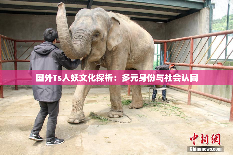 国外Ts人妖文化探析：多元身份与社会认同