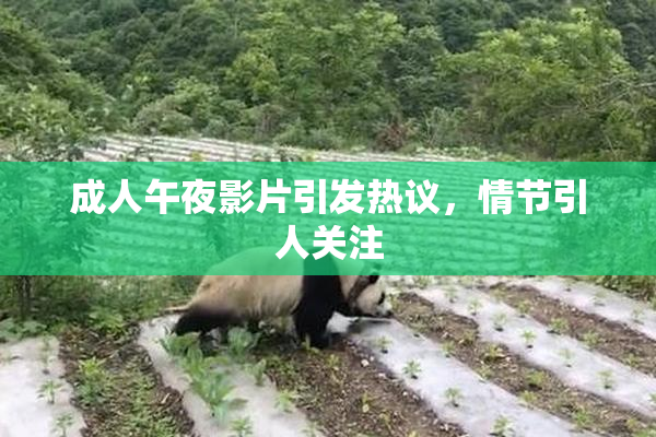 成人午夜影片引发热议，情节引人关注