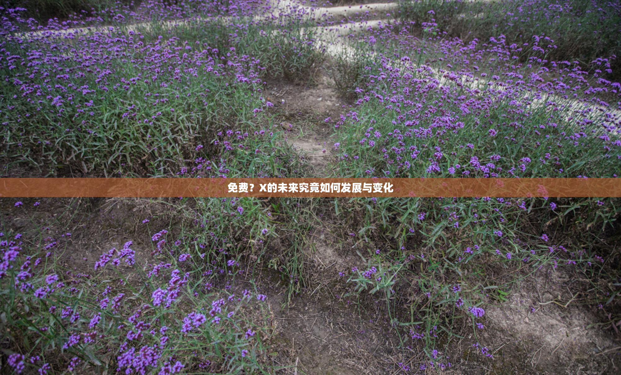 免费？X的未来究竟如何发展与变化